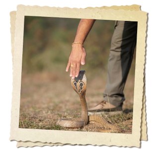 Volunteer Programs in Snake Farm